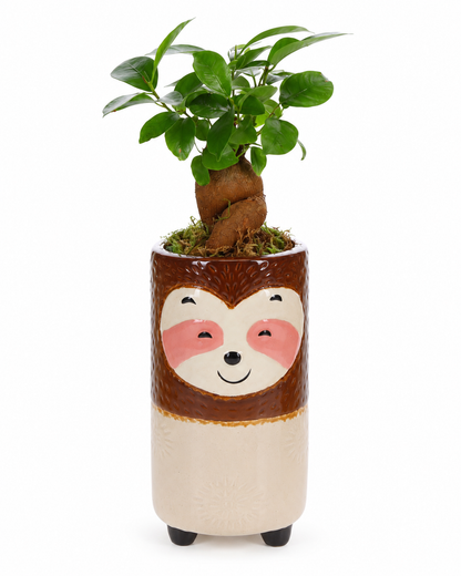 Bonsai Ficus in Keramieken Luiaard