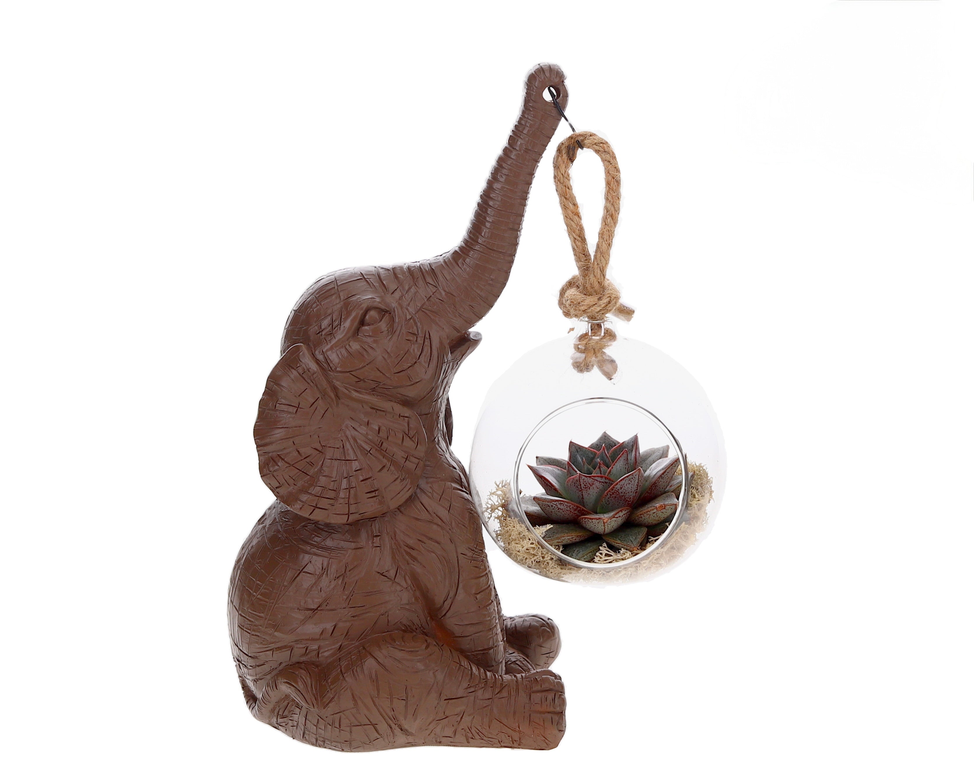Echeveria with Elephant