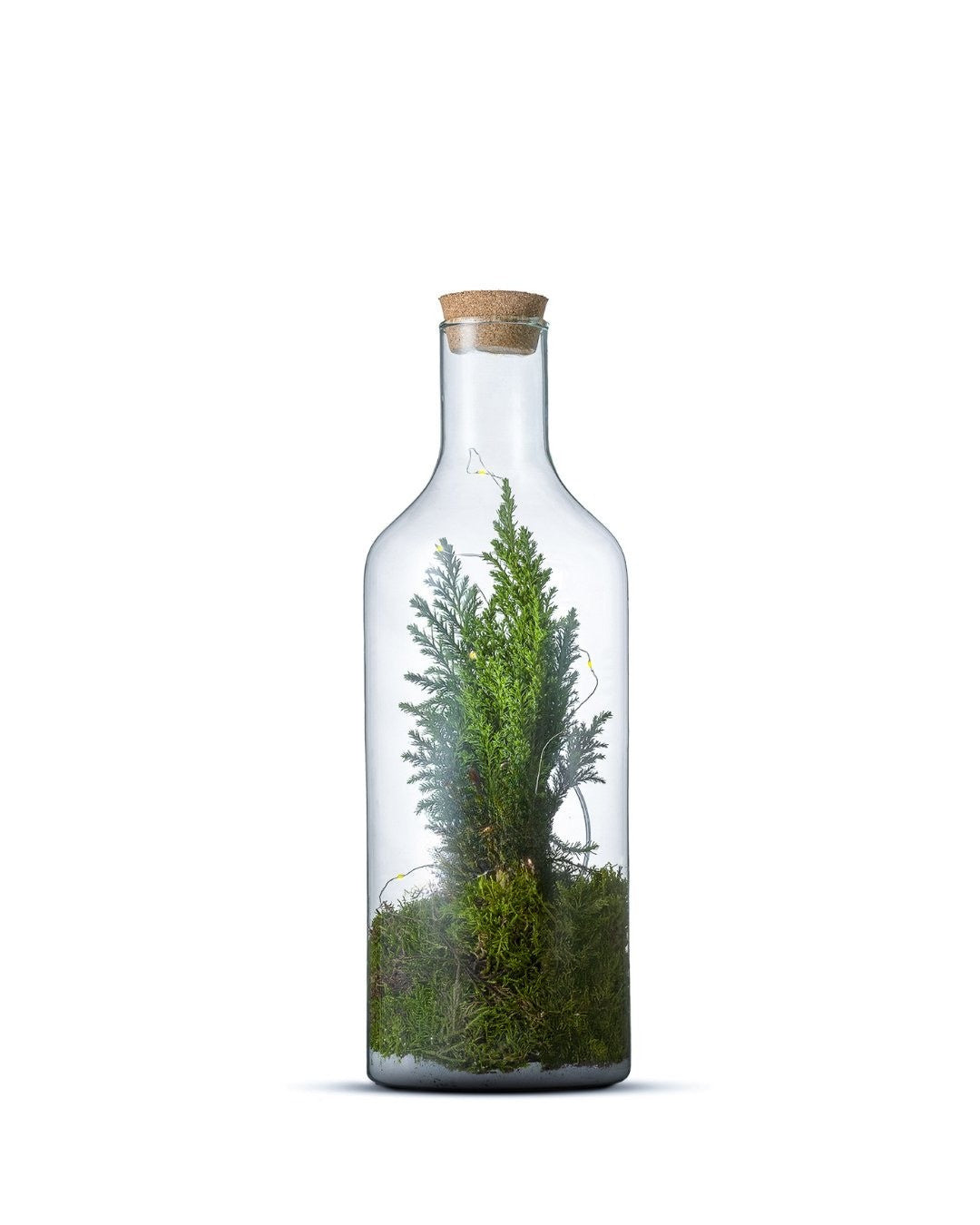 Chamaecyparis in Terrarium Bottle