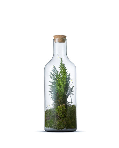 Chamaecyparis in Terrarium Bottle