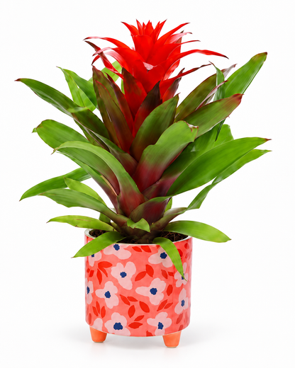 Bromelia Guzmania in bloemetjes pot