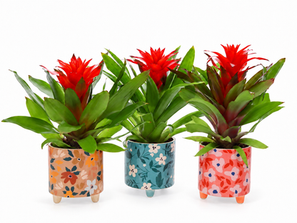 Bromelia Guzmania in bloemetjes pot