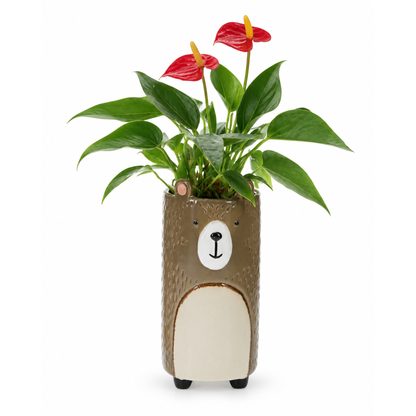 Anthurium in Keramieken Beer