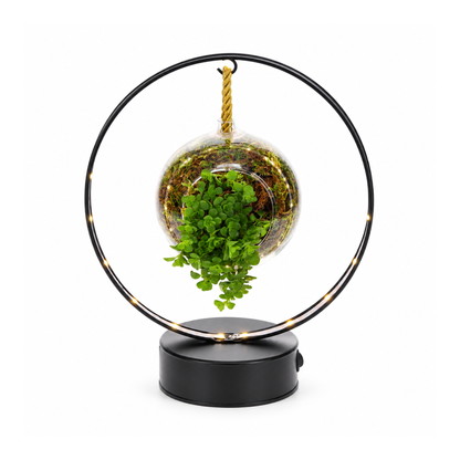 Pilea in lighting arch