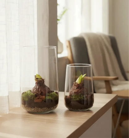 Amaryllis in open terrarium Deline