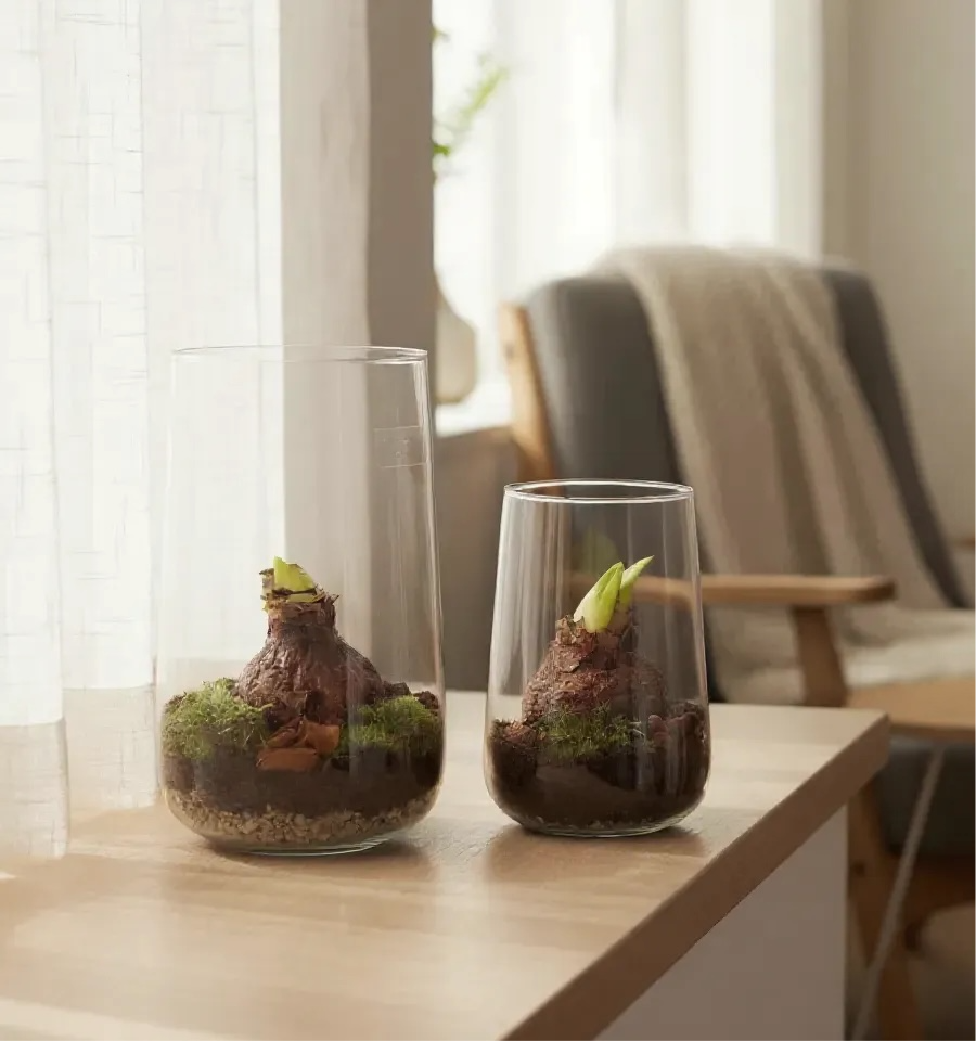 Amaryllis in open terrarium Deline