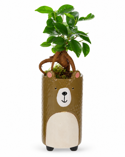 Bonsai Ficus in Keramieken Beer