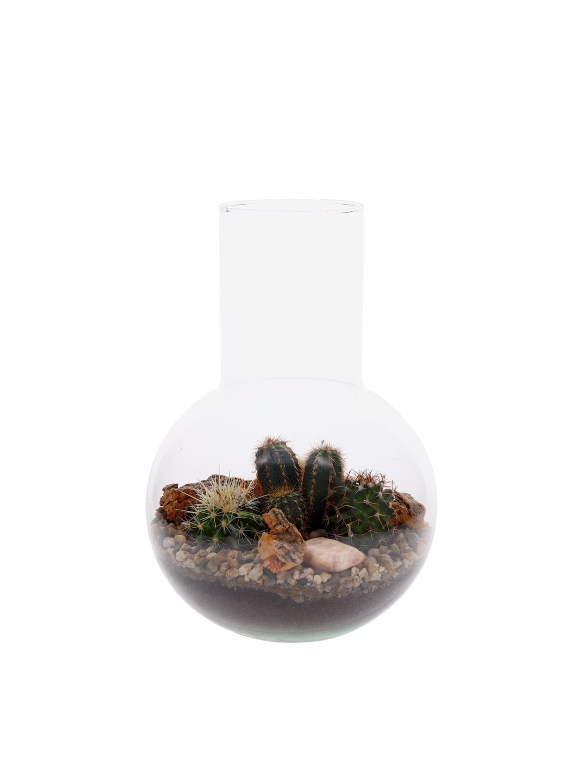Cactussen in Terrarium Suzanne