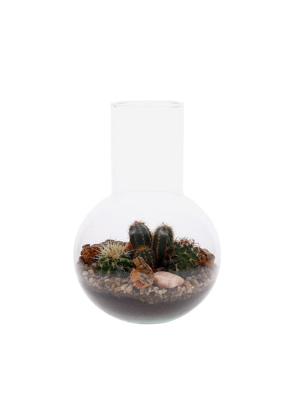 Cactussen in Terrarium Suzanne