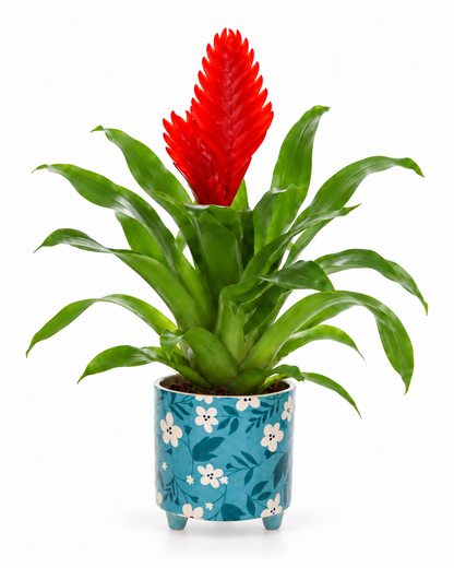 Bromelia Vriesea in bloemetjes pot