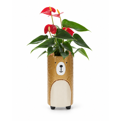 Anthurium in Keramieken Beer