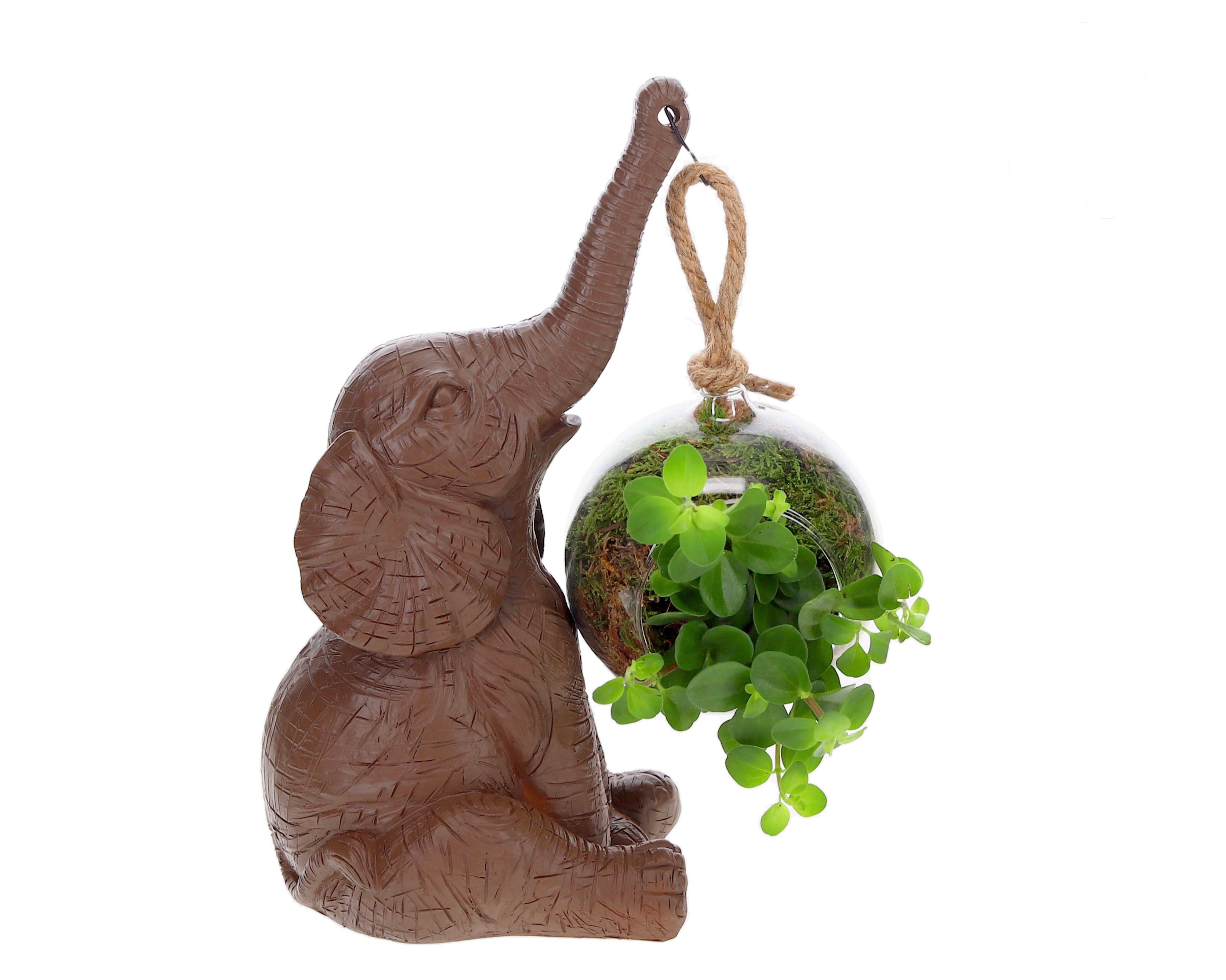 Peperomia mit Elefant
