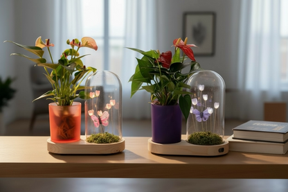 Anthurium in Flower Duo