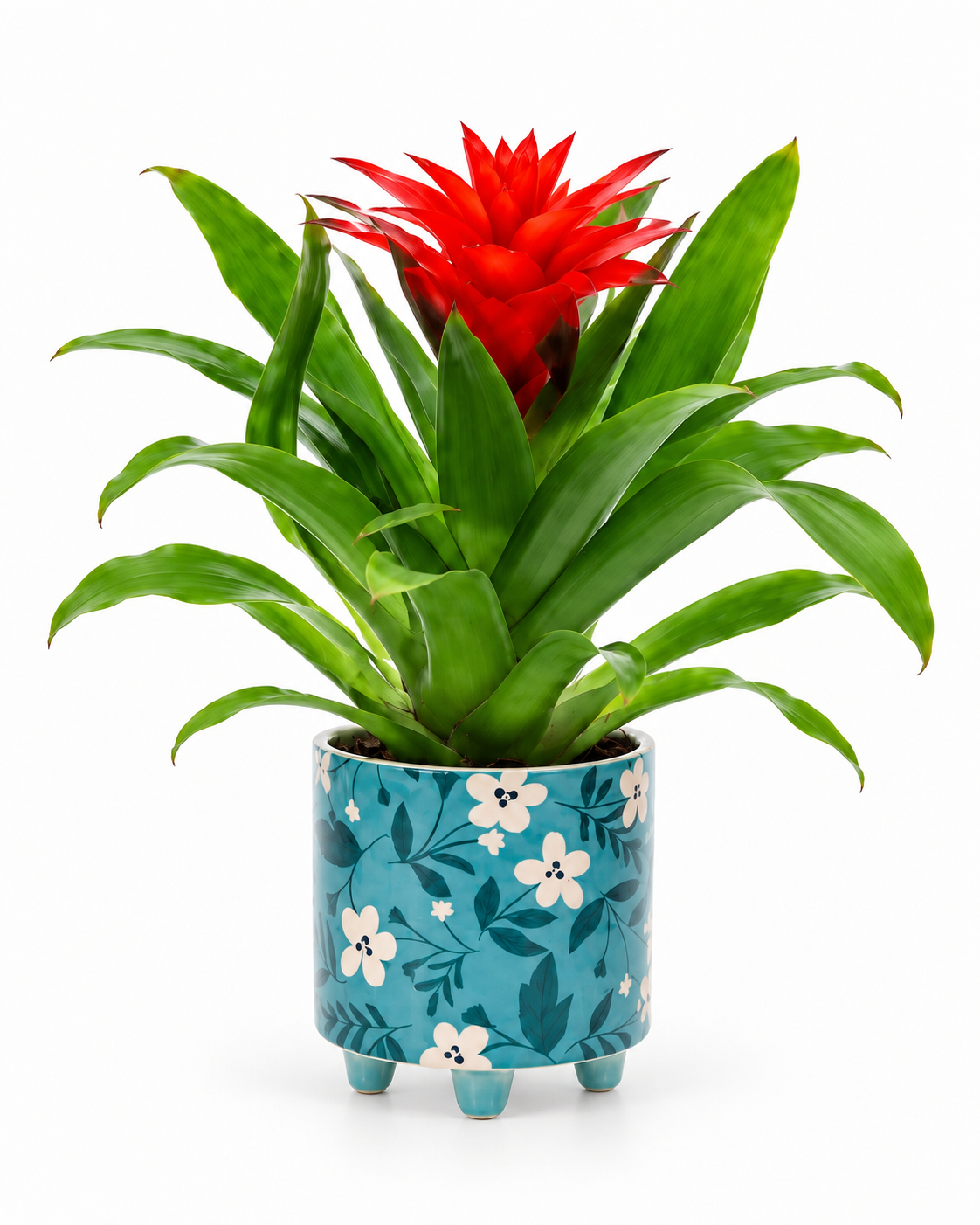 Bromelia Guzmania in bloemetjes pot