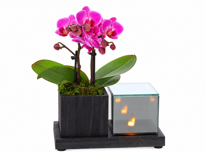Phalaenopsis in Lighting Planter