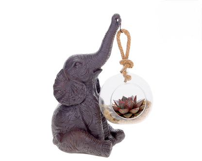 Echeveria with Elephant
