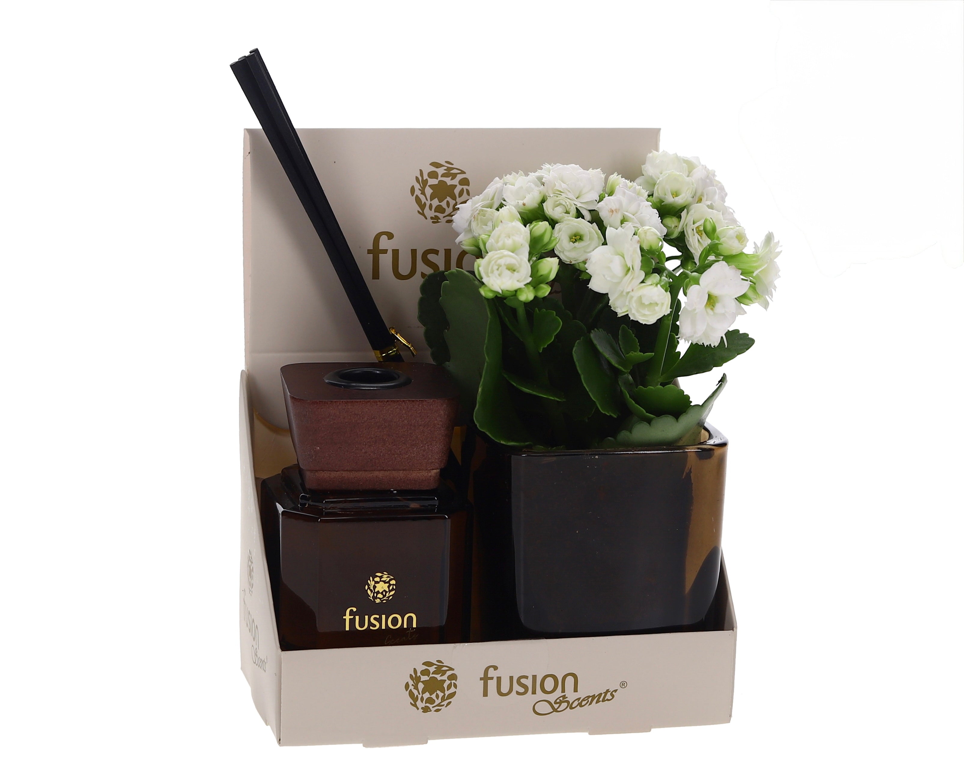 Kalanchoe in Fusionscents fragrance stick