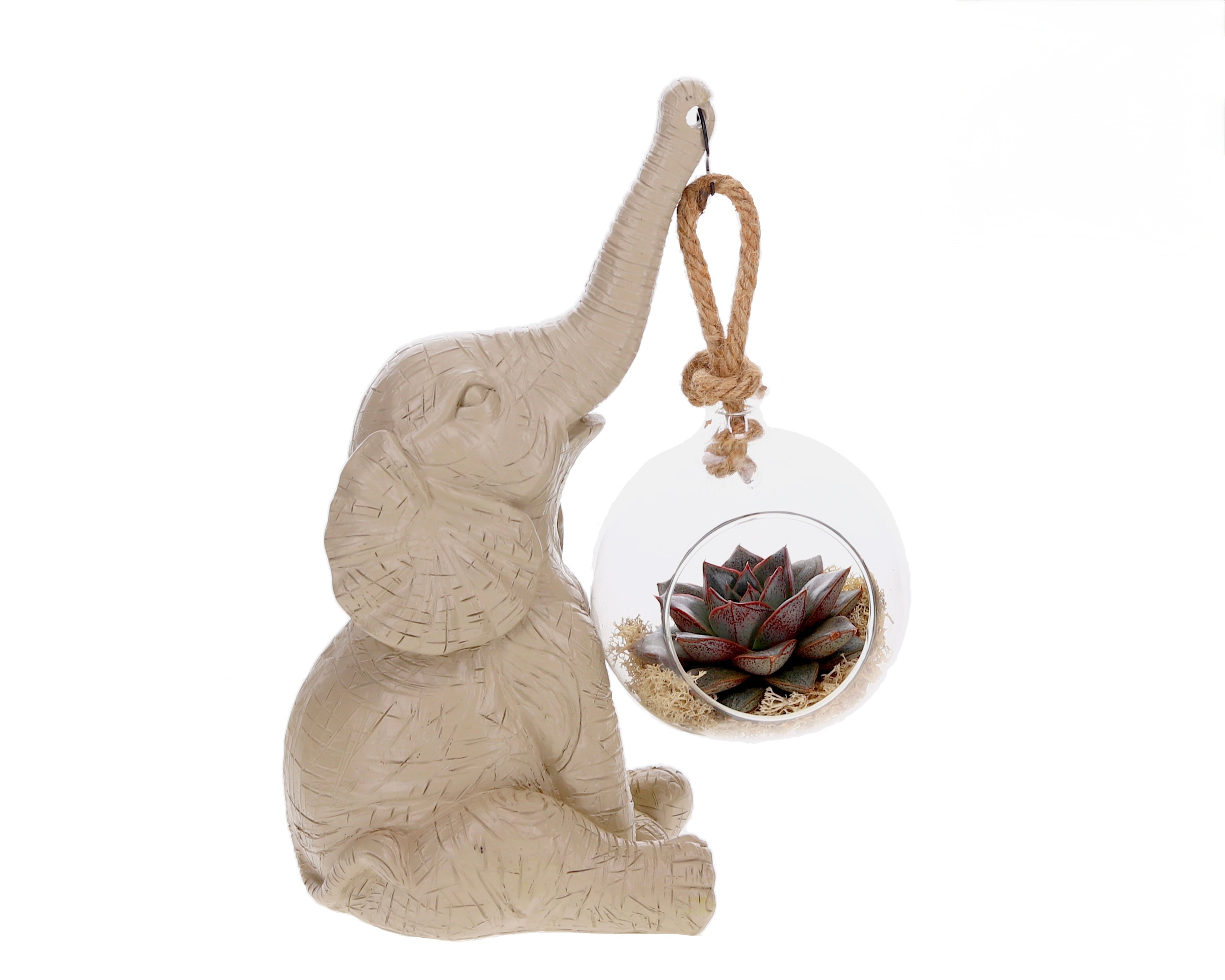 Echeveria with Elephant