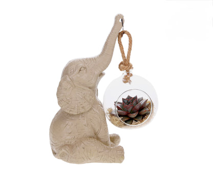 Echeveria with Elephant