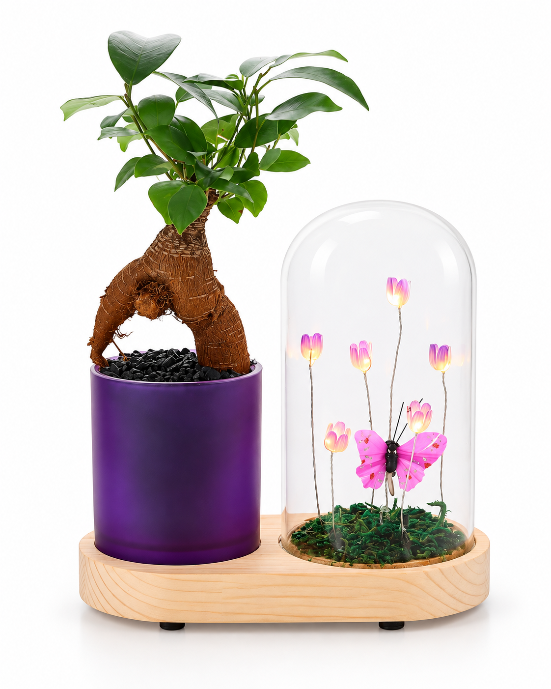 Bonsai Ficus in Flower Duo