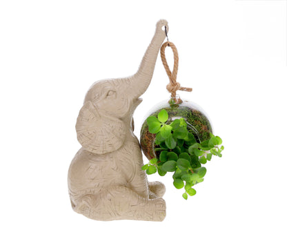 Peperomia mit Elefant