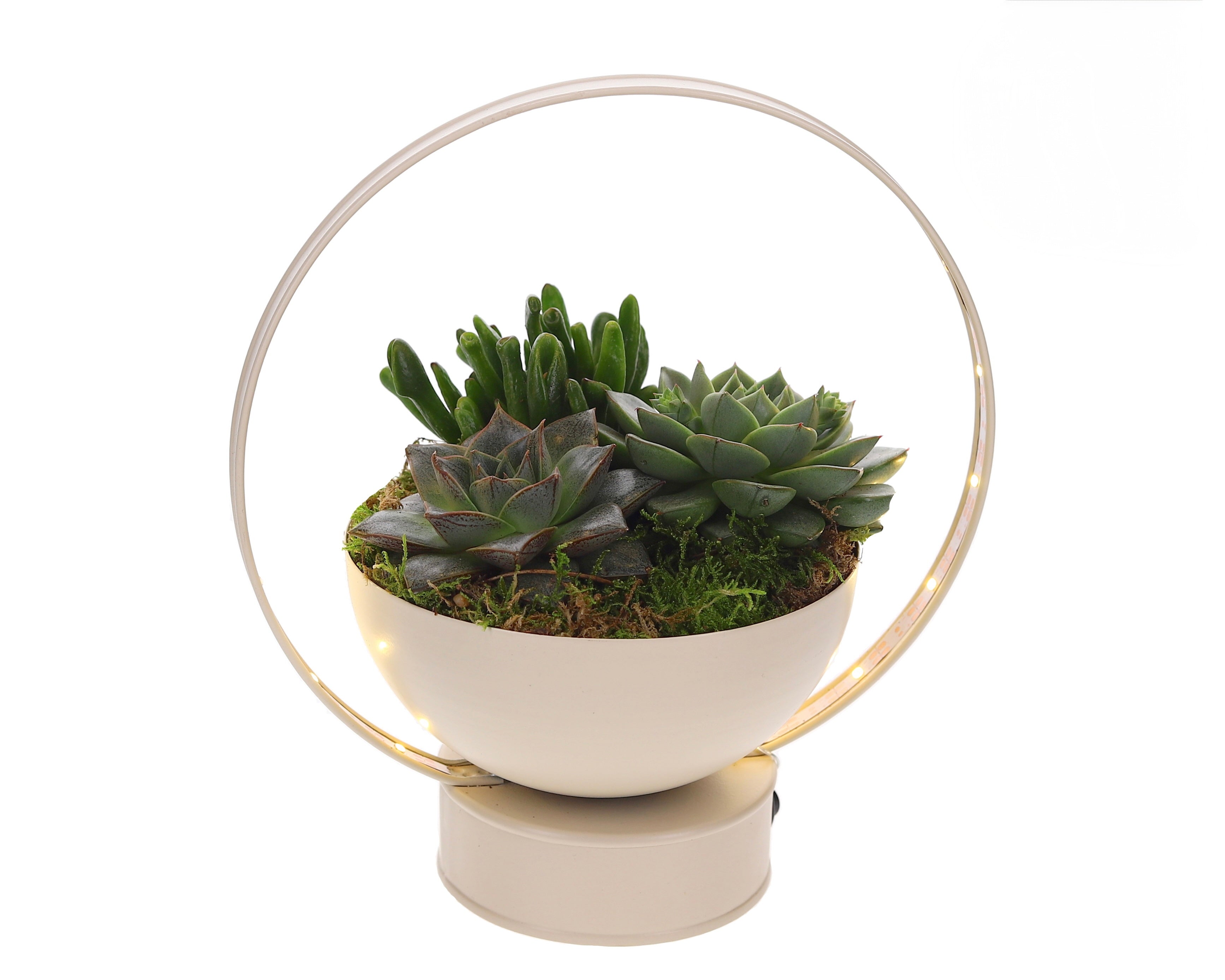 Vetplanten in Lightingschaal