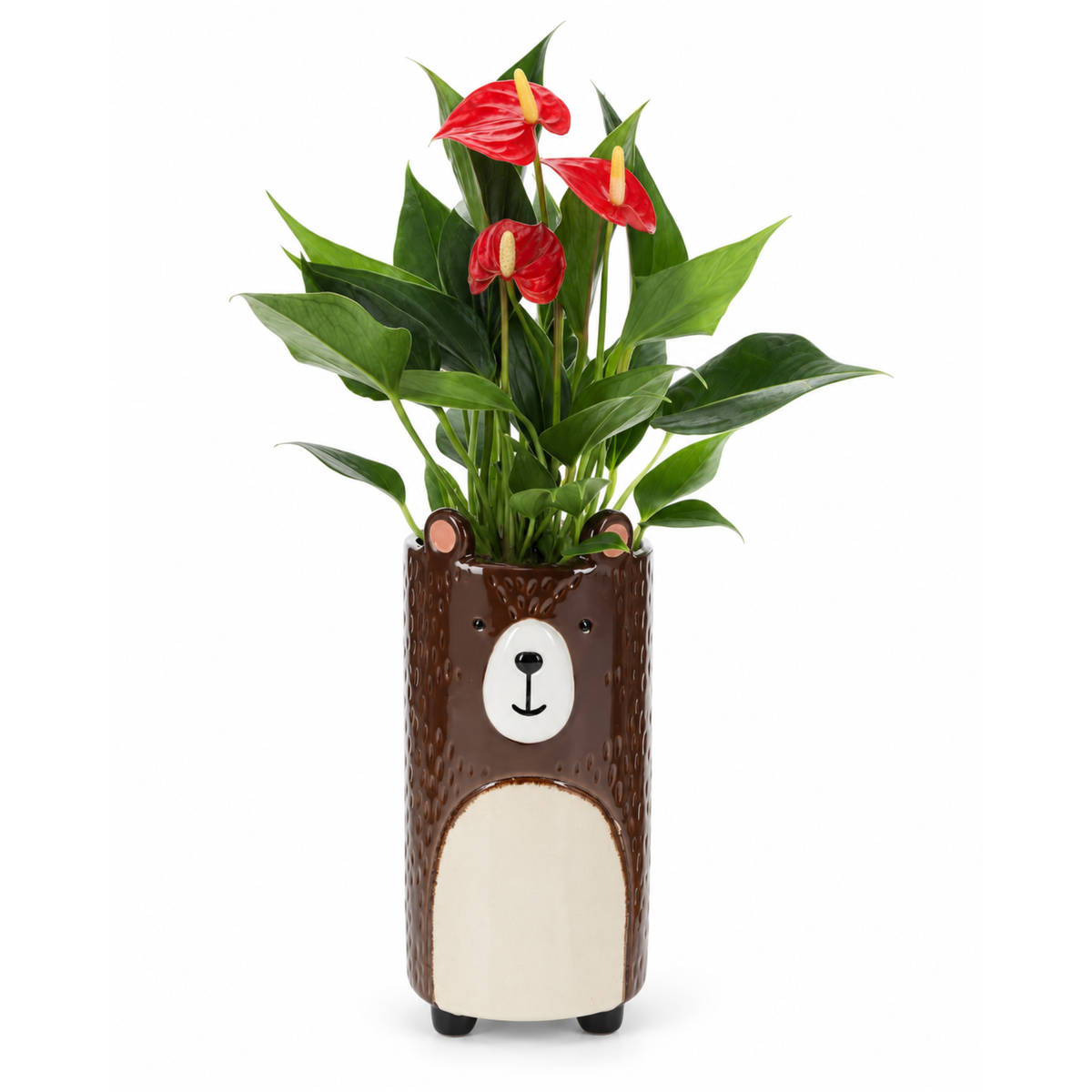 Anthurium in Keramieken Beer