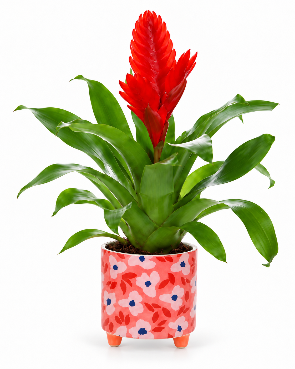 Bromelia Vriesea in bloemetjes pot