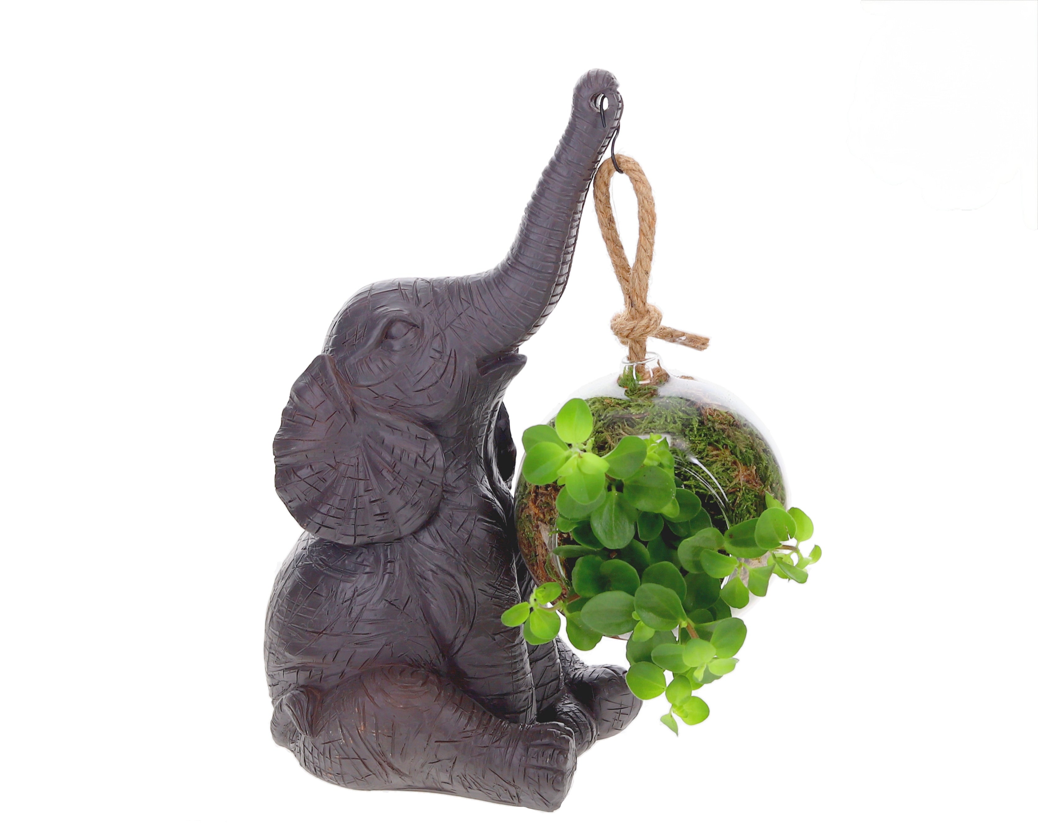 Peperomia mit Elefant
