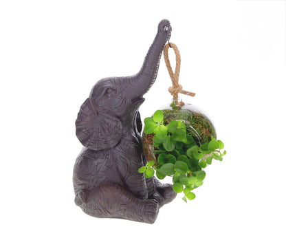 Peperomia mit Elefant