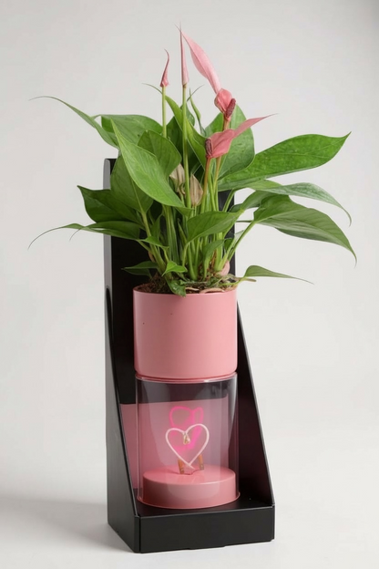 Anthurium in Heart of Love