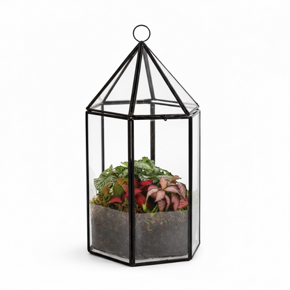 Fittonia in Semi-terrarium Lantaarn