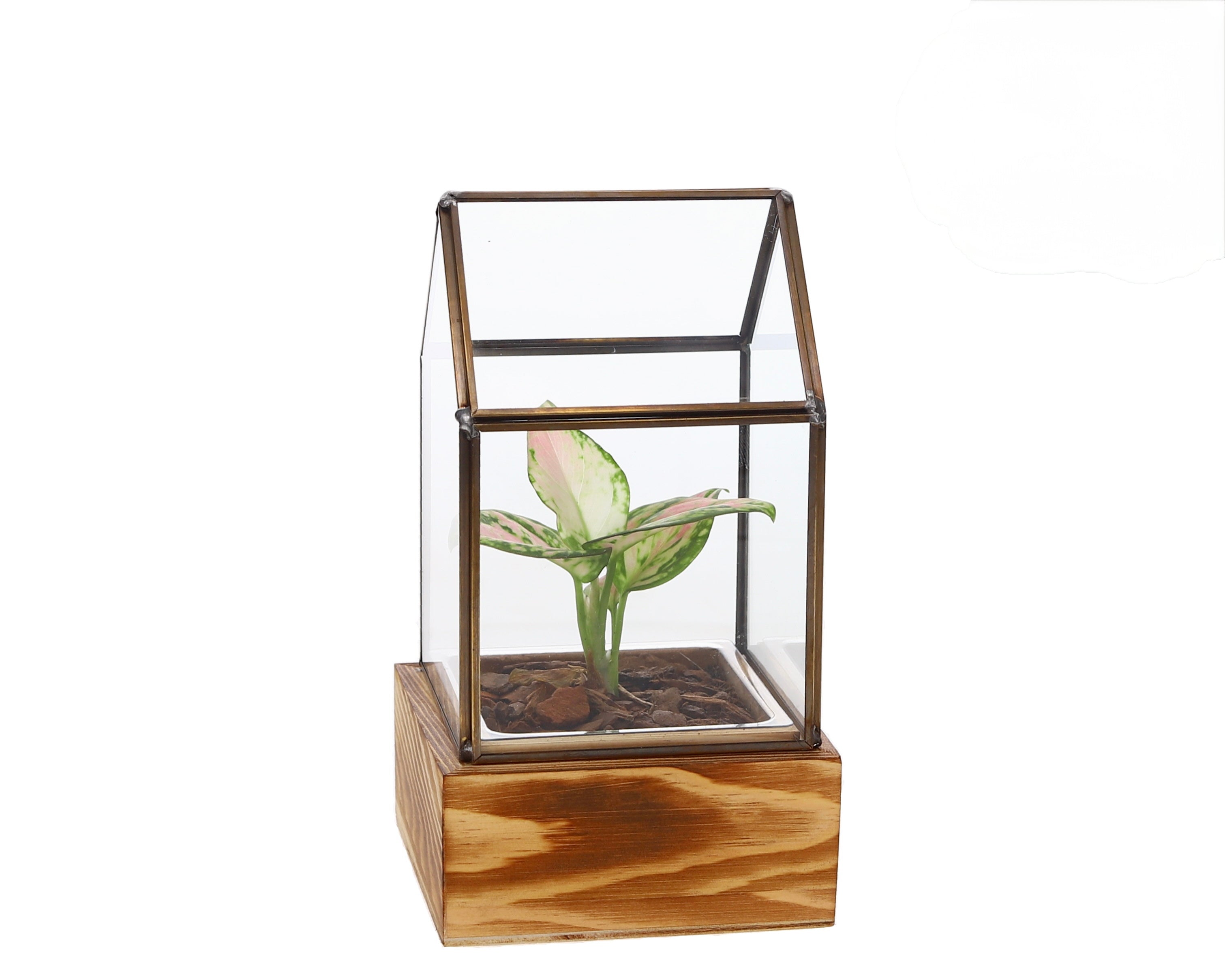 Small green plant in semi-terrarium mini greenhouse