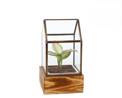 Small green plant in semi-terrarium mini greenhouse