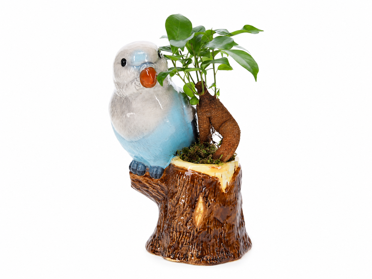 Bonsai Ficus in Jungle Bird