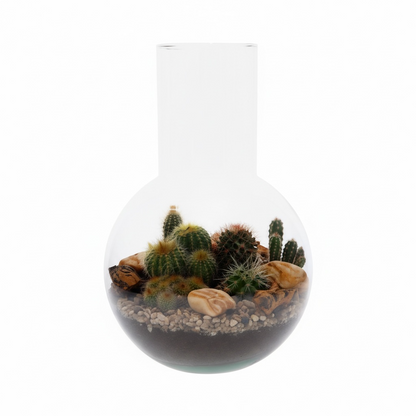 Kakteen im offenen Terrarium Suzanne