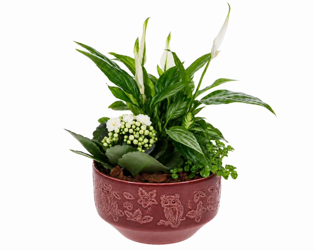 Planten Arrangement Uilenpot