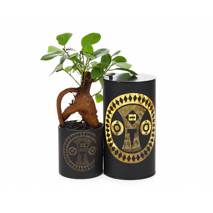Ficus Bonsai in Lighting Black Duo