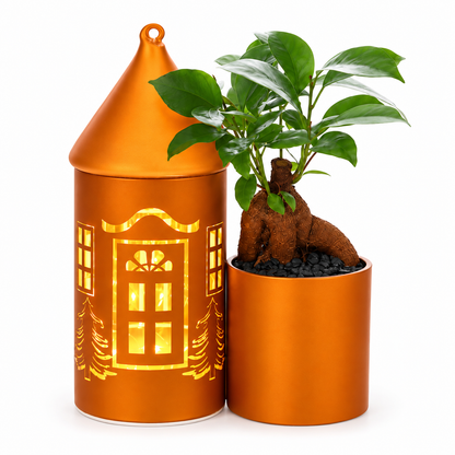 Bonsai Ficus in Lighting Huisje