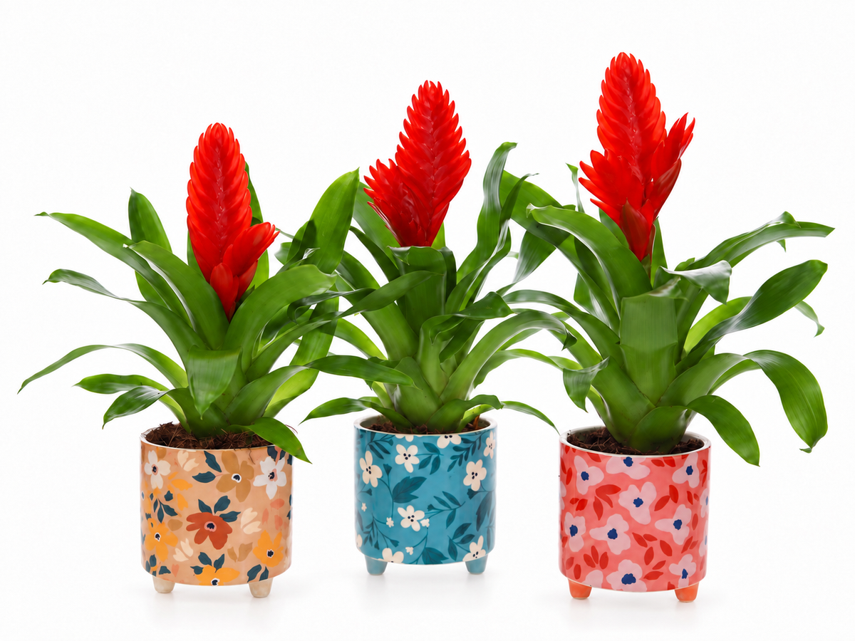 Bromelia Vriesea in bloemetjes pot