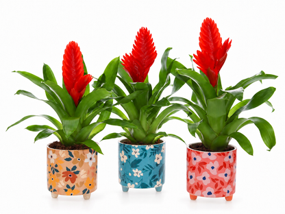 Bromelia Vriesea in bloemetjes pot