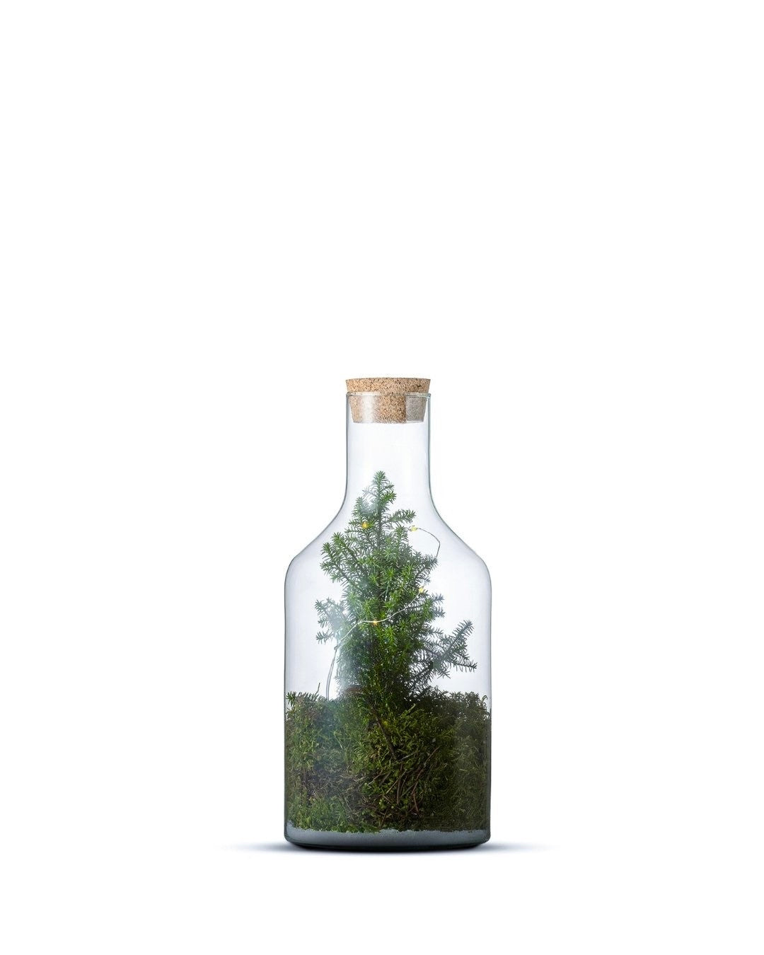 Chamaecyparis in Terrarium Bottle