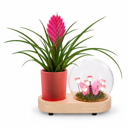 Tillandsia in Lighting Flower Bulb