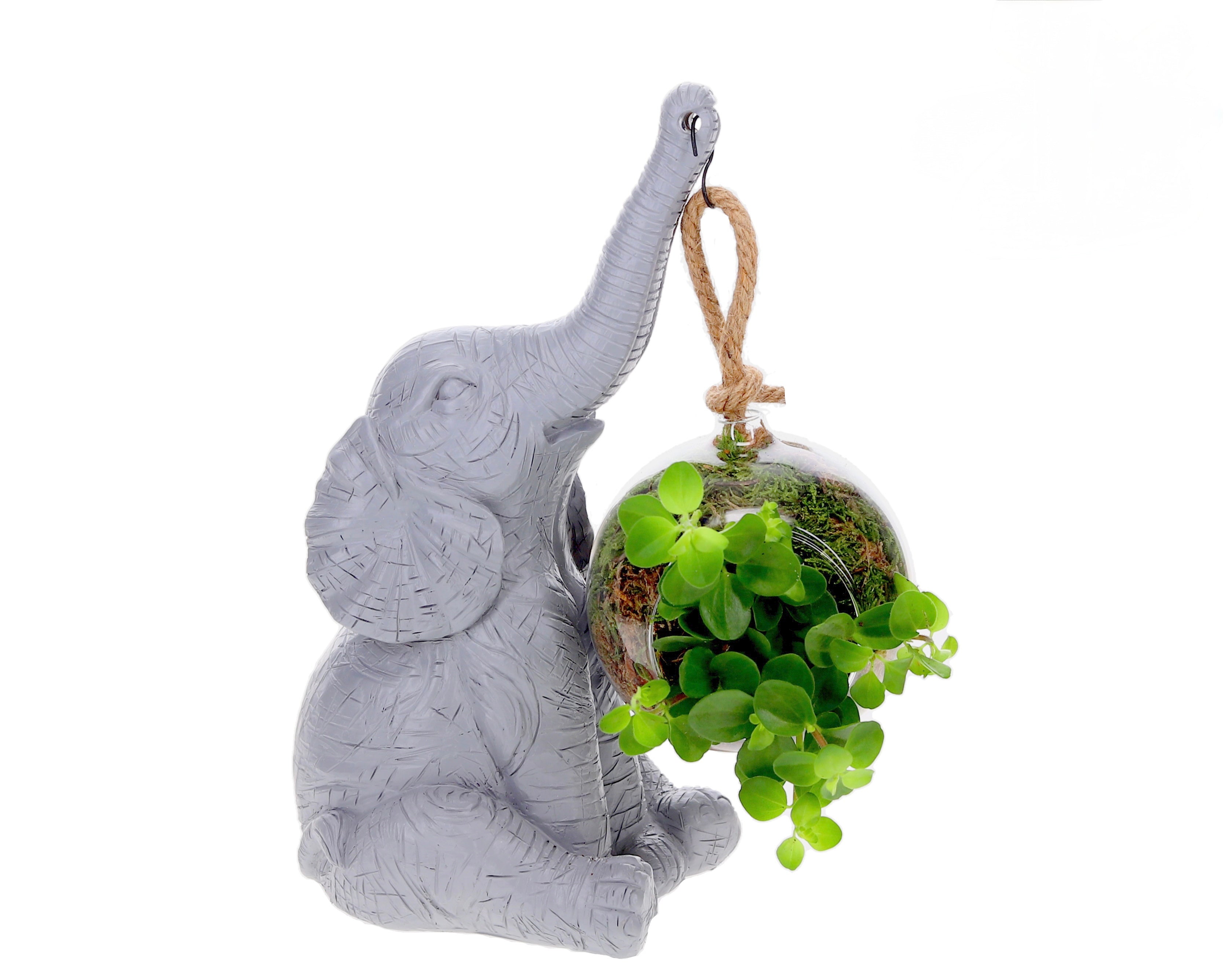 Peperomia mit Elefant