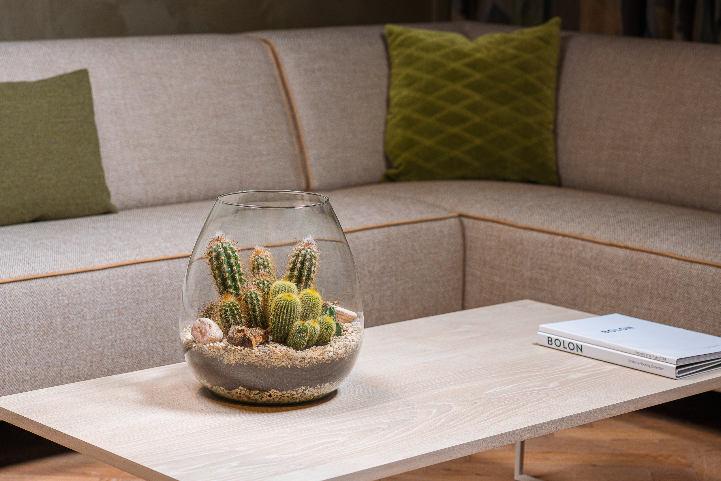 Cactussen in terrarium Abby
