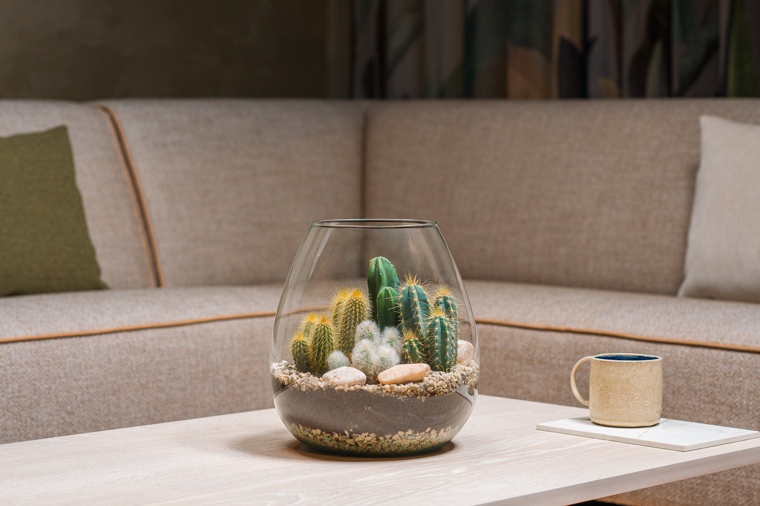 Cactussen in terrarium Abby