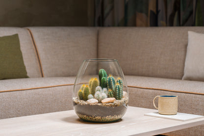 Cactussen in terrarium Abby