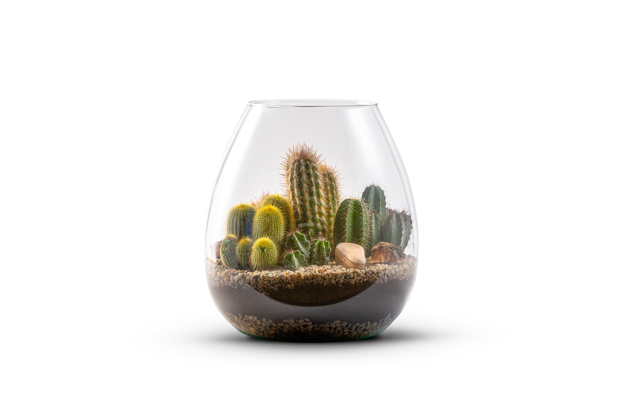 Cactussen in terrarium Abby