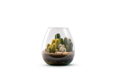 Cactussen in terrarium Abby