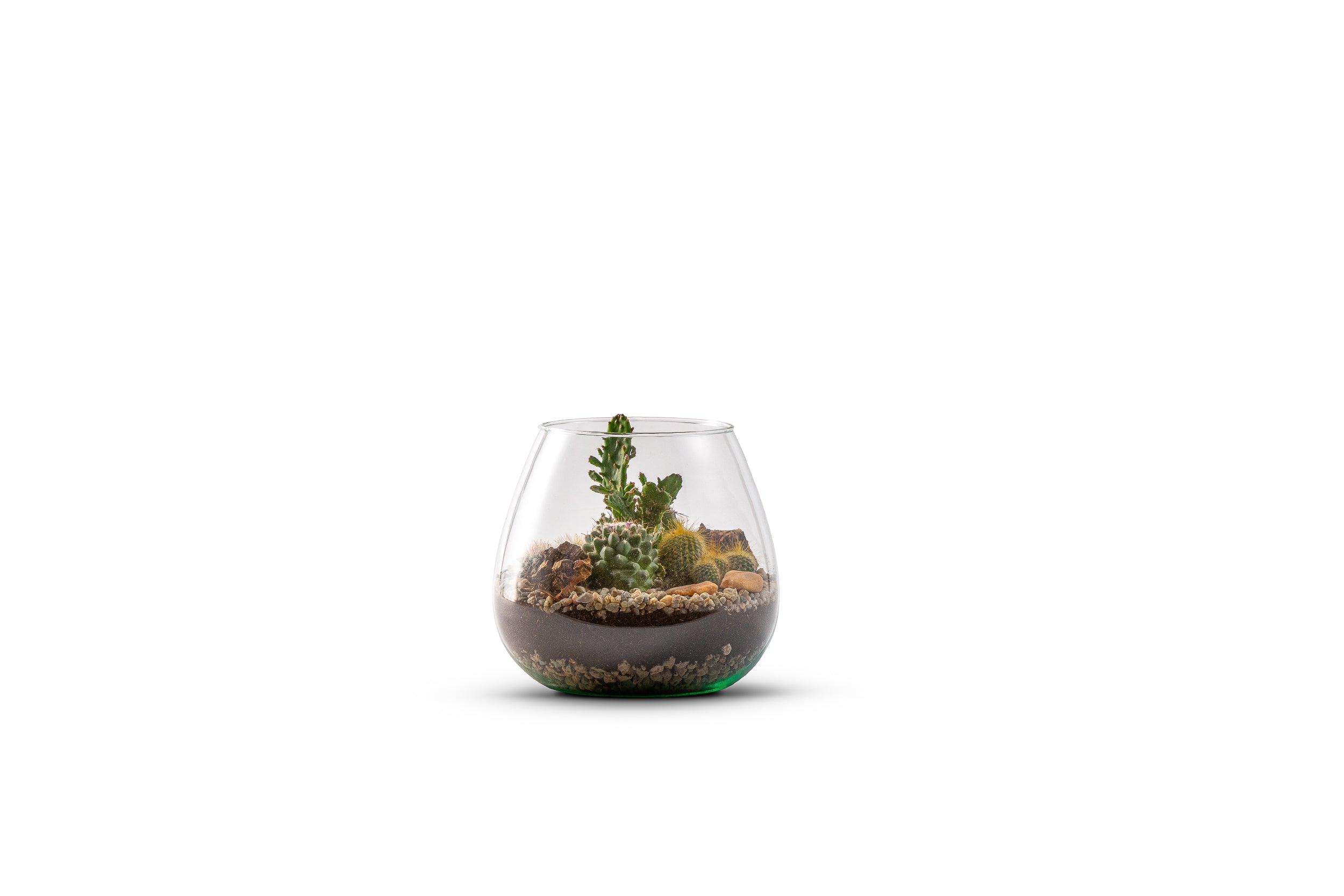 Cactussen in terrarium Abby